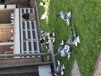 Hollandse kroppers, Dieren en Toebehoren, Vogels | Duiven, Mannelijk