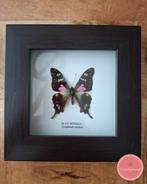 Graphium weiskei in bruine lijst, Ophalen of Verzenden, Zo goed als nieuw, Insect, Opgezet dier