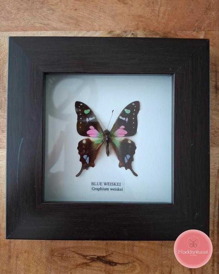 Graphium weiskei in bruine lijst, Verzamelen, Dierenverzamelingen, Zo goed als nieuw, Opgezet dier, Insect, Ophalen of Verzenden