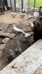 Gratis Wyandotte haantjes, Dieren en Toebehoren, Mannelijk, Kip