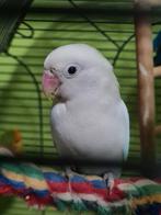 2 stel agapornisen, Meerdere dieren, Parkiet