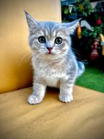 Twee Britse Korthaar kittens mooie kleur, Dieren en Toebehoren, Katten en Kittens | Raskatten | Langhaar, Poes