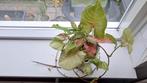 Syngonium, Huis en Inrichting, Ophalen, Halfschaduw, Minder dan 100 cm
