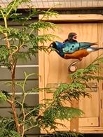 Drie kleuren glans spreeuw, Meerdere dieren, Geringd