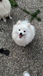 Dwerkees/pomperiaan pups, Keeshond, 15 weken tot 1 jaar, CDV (hondenziekte), Meerdere