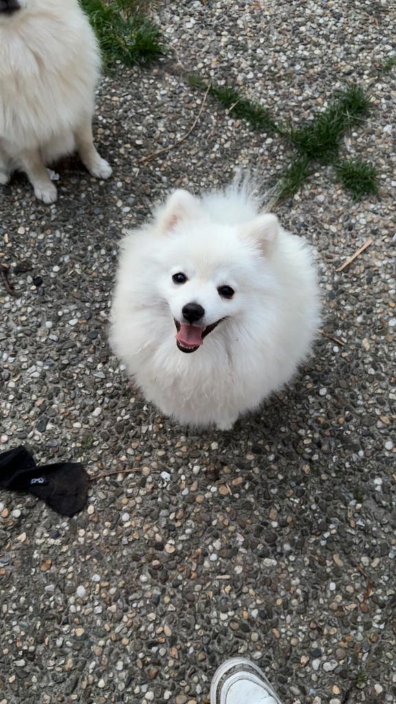 Dwerkees/pomperiaan pups, Dieren en Toebehoren, Honden | Poolhonden, Keeshonden en Oertypen, Meerdere dieren, Keeshond, Particulier