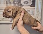 7 prachtige pocket bully pups., 8 tot 15 weken, Bulldog, Meerdere, Meerdere dieren