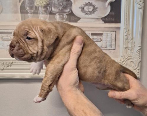 7 prachtige pocket bully pups., Dieren en Toebehoren, Honden | Bulldogs, Pinschers en Molossers, Meerdere dieren, Bulldog, Particulier