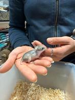 Te koop super leuke jonge Chinese dwerghamsters, Dieren en Toebehoren, Knaagdieren, December, Meerdere dieren, Hamster