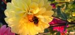 Dahlia knol, Tuin en Terras, Bloembollen en Zaden, Ophalen of Verzenden, Volle zon, Knol
