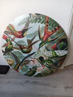 Wandcirkel kolibrie, Ophalen