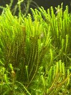 Fissidens zippelianus, Dieren en Toebehoren, Ophalen of Verzenden, Zo goed als nieuw, Plant(en), Steen of Hout