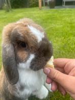 GEZOCHT: Vriendin Voor Mijn Konijn, Vrouwelijk, Dwerg, 3 tot 5 jaar