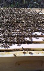 US Dadant bijenvolk gezocht., Dieren en Toebehoren, Bijen