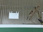 Natuurbroed wildkleur major putters, Dieren en Toebehoren, Vogels | Overige Vogels, Meerdere dieren, Wildzangvogel