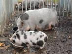 Gratis Big beertje minivarken gothinger, Dieren en Toebehoren, Schapen, Geiten en Varkens, Mannelijk, Varken