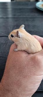 Gerbrils (woestijnrat) 4× man/ 4× vrouw, Dieren en Toebehoren, Mei, Meerdere dieren, Tam