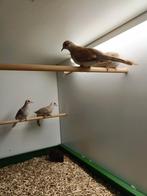 Bonte diamantduifjes, Meerdere dieren