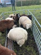 5 drachtige enters te koop, Dieren en Toebehoren, Schapen, Geiten en Varkens, Vrouwelijk, Schaap