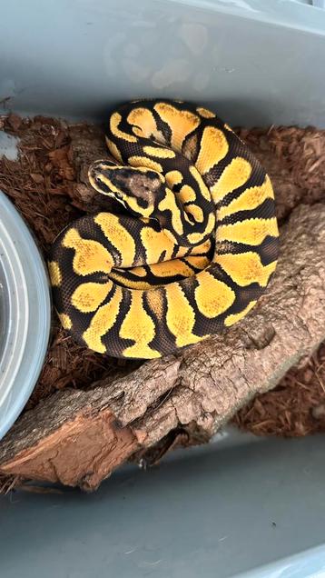 Pastel enchi yellowbelly het clown vrouw 2025 ball python beschikbaar voor biedingen