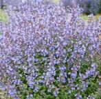 Zaden Kattenkruid lila blauw- Nepeta Mussinii, Tuin en Terras, Verzenden, Zomer, Overige soorten, Volle zon