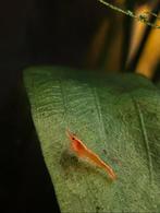 Actie 1 euro. Neon yellow back garnaal gele citroen, Kreeft, Krab of Garnaal, Zoetwatervis