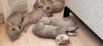 Britse Korthaar kitten, Dieren en Toebehoren, Katten en Kittens | Raskatten | Korthaar, Kater, Ontwormd, 0 tot 2 jaar