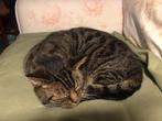 Kat vermist, Dieren en Toebehoren, Vermiste en Gevonden Dieren