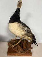 Mooi opgezette gans op een mooie houten onder kant., Ophalen, Zo goed als nieuw, Vogel, Opgezet dier