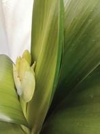 Clivia in de knop., Ophalen, Halfschaduw