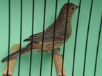 mex. rood pop, Dieren en Toebehoren, Vogels | Overige Vogels, Vrouwelijk, Tropenvogel