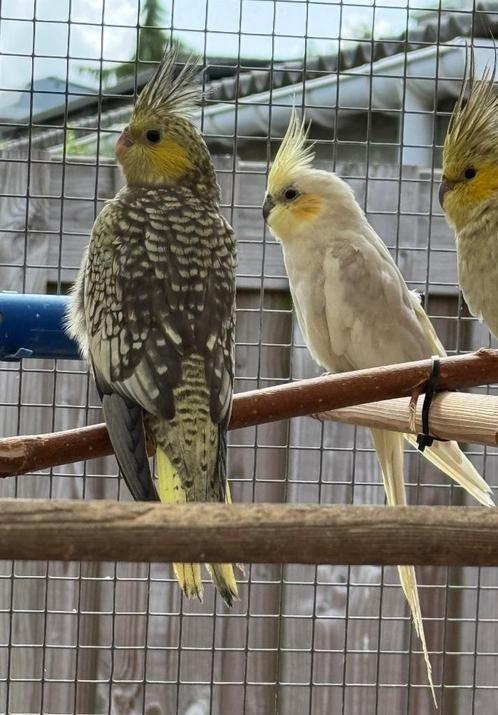 valkparkieten, Dieren en Toebehoren, Vogels | Parkieten en Papegaaien, Parkiet, Geslacht onbekend, Geringd