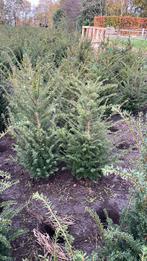 Taxus Baccata Haagplant, Tuin en Terras, Planten | Struiken en Hagen, Ophalen, Taxus, Haag, 100 tot 250 cm