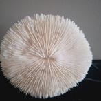 Prachtig stuk ornament  natuurlijk wit ornament op voet, Huis en Inrichting, Woonaccessoires | Overige, Ophalen of Verzenden, X