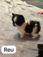 Pomchi pups, Dieren en Toebehoren, Overige rassen, 8 tot 15 weken, Meerdere, Meerdere dieren
