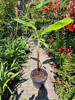 Musa Thai black, Winter, Overige soorten, Minder dan 100 cm, Ophalen