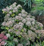 Grote hortensia ‘Ayesha’, ruilen voor goede rode wijn, Ophalen, Overige soorten, Halfschaduw