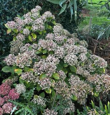 Grote hortensia ‘Ayesha’, ruilen voor goede rode wijn beschikbaar voor biedingen