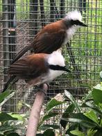 Te koop Witkuif Gaailijster, Dieren en Toebehoren, Vogels | Parkieten en Papegaaien, Vrouwelijk, Parkiet, Geringd