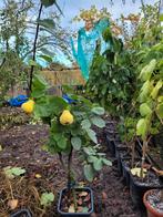 Jonge Kweepeerboom in Pot, Ophalen of Verzenden