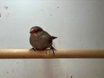 4 jonge sint helenafazantjes, Dieren en Toebehoren, Vogels | Overige Vogels, Geslacht onbekend, Tropenvogel