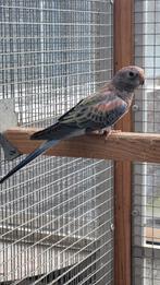 Bourks / Bourke, Mannelijk, Parkiet, Geringd
