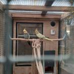 Valkparkiet  wie kan ruilen voor een pop, Dieren en Toebehoren, Vogels | Parkieten en Papegaaien, Vrouwelijk, Parkiet