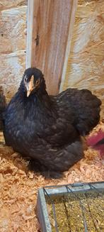 Broedeieren aangeboden Cochin kippen, Dieren en Toebehoren, Pluimvee, Geslacht onbekend, Kip