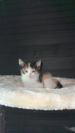 Kitten te koop, Dieren en Toebehoren, Katten en Kittens | Overige Katten