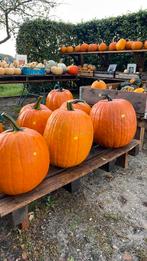 Eetbare en Halloween Pompoenen., Ophalen