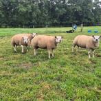 Stamboek texelaar ramlammeren, Dieren en Toebehoren, Schapen, Geiten en Varkens, Mannelijk, Schaap, 0 tot 2 jaar