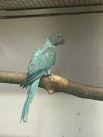 Halsbandparkiet Blauw Opaline poppen, Dieren en Toebehoren, Vogels | Parkieten en Papegaaien, Vrouwelijk, Parkiet, Geringd