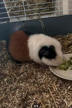 Lieve Us teddy cavia te koop, Dieren en Toebehoren, Cavia, Mannelijk, Tam, September