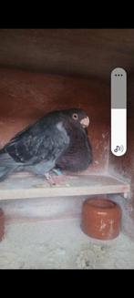Laudinos, Dieren en Toebehoren, Vogels | Duiven, Meerdere dieren, Postduif